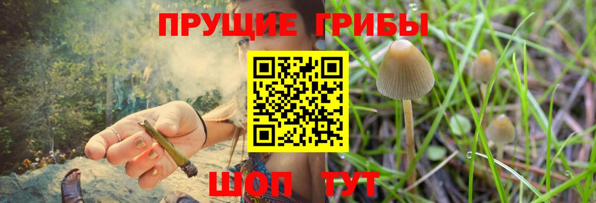 Псилоцибиновые грибы Cubensis Стрежевой